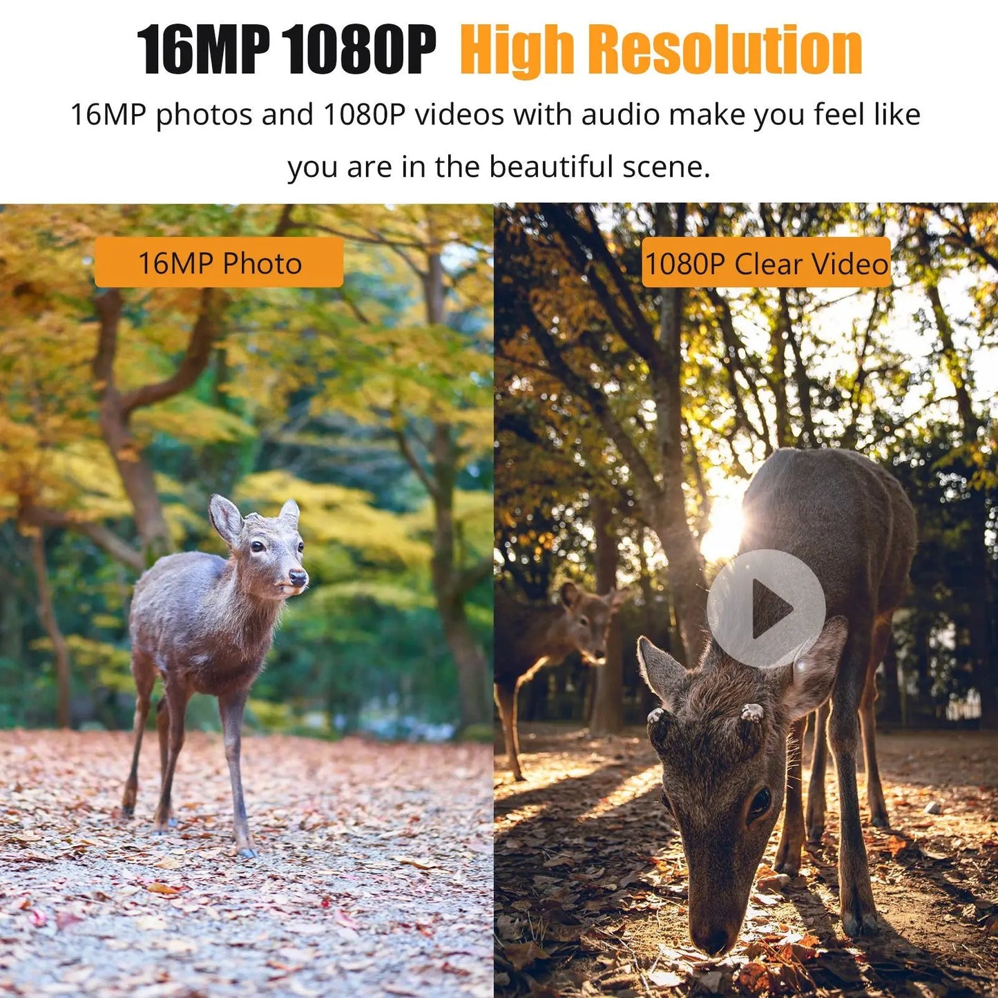 1080P Night Vision Trail Camera - Orthorun