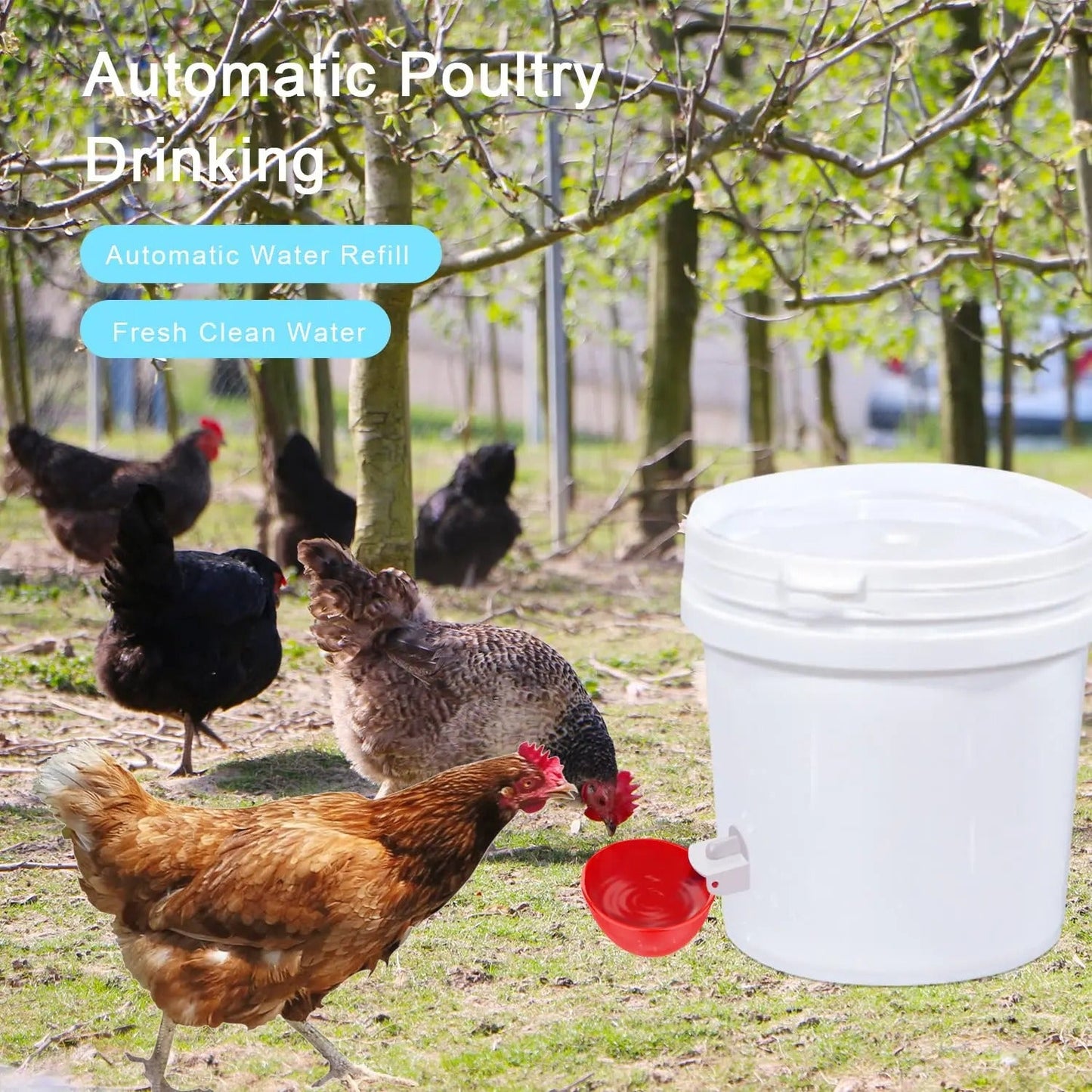 10 Pcs Chicken Waterer - Orthorun