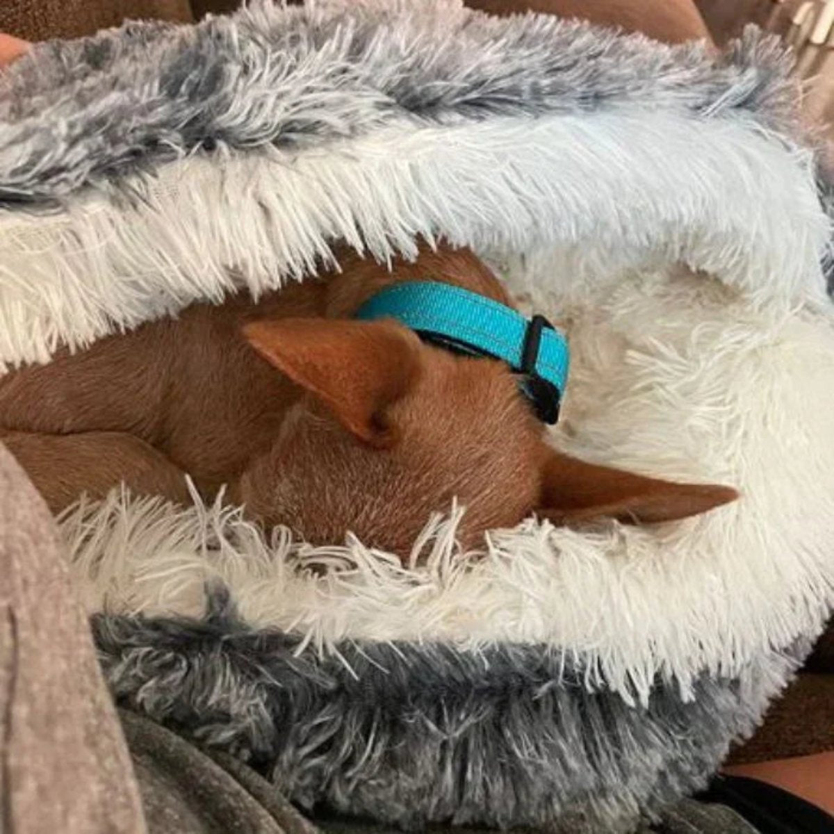 Orthorun | Cozy Cave Pet Bed – Calming & Comfortable Dog Bed for Deep Relaxation