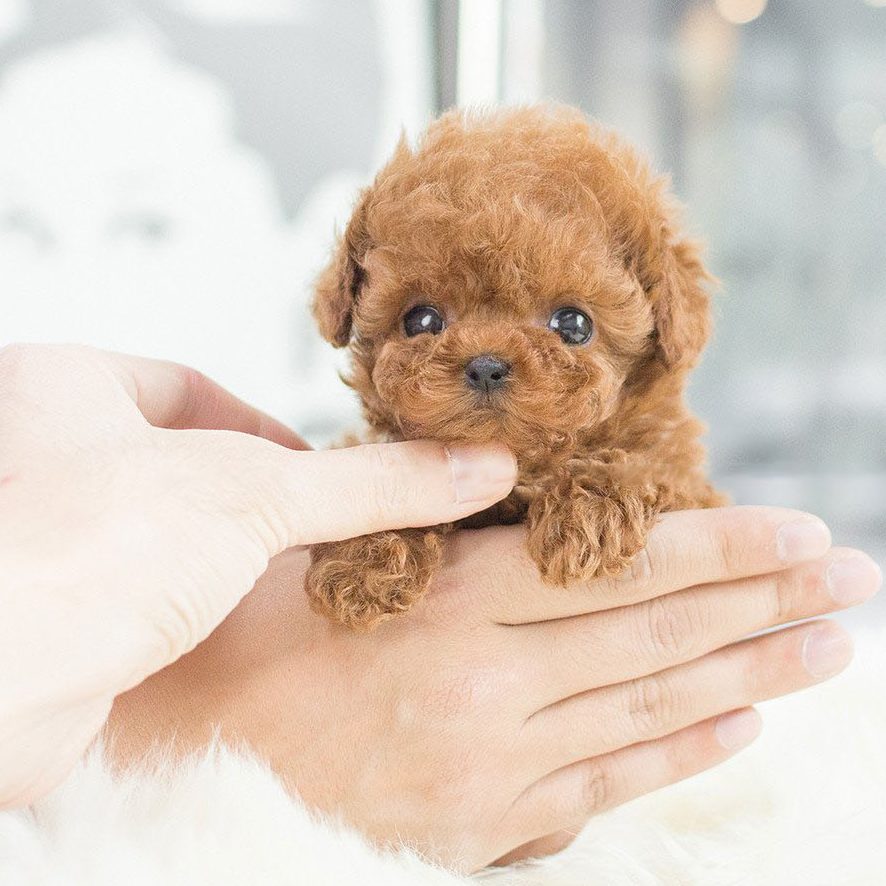 Orthorun | Milow - My realistic robot puppy