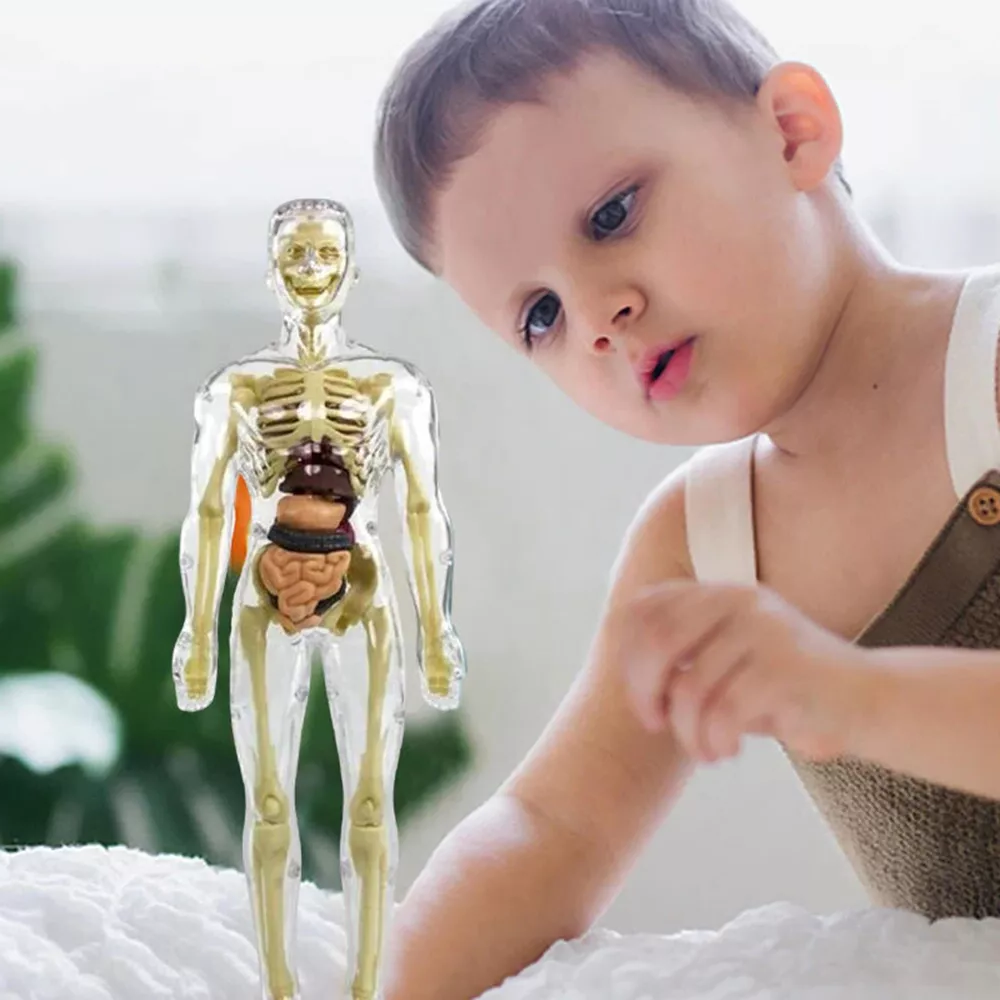 3d Human Body Torso Model for Kids | Anatomy Model Skeleton - Orthorun