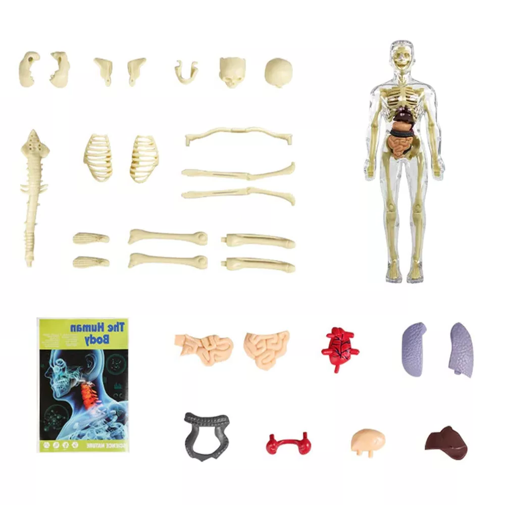 3d Human Body Torso Model for Kids | Anatomy Model Skeleton - Orthorun