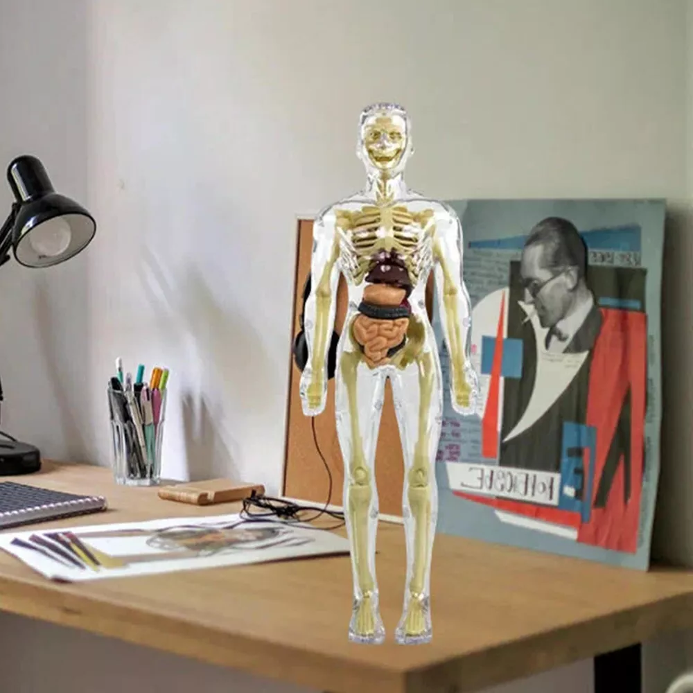 3d Human Body Torso Model for Kids | Anatomy Model Skeleton - Orthorun