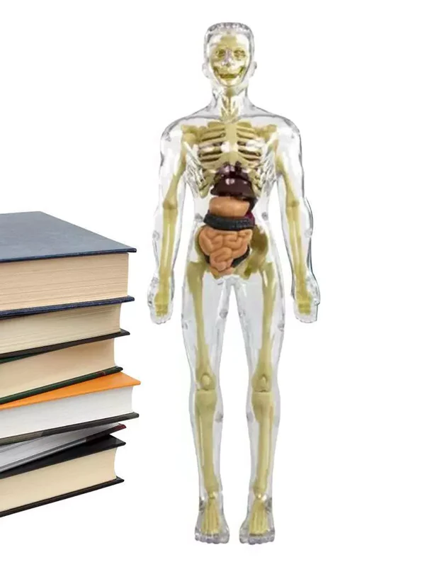 3d Human Body Torso Model for Kids | Anatomy Model Skeleton - Orthorun