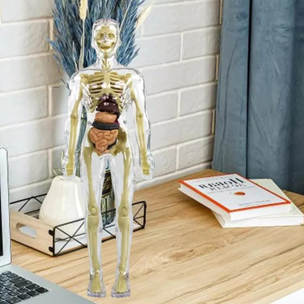 3d Human Body Torso Model for Kids | Anatomy Model Skeleton - Orthorun
