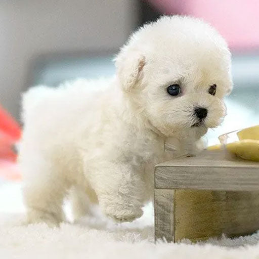 Orthorun | Milow - My realistic robot puppy