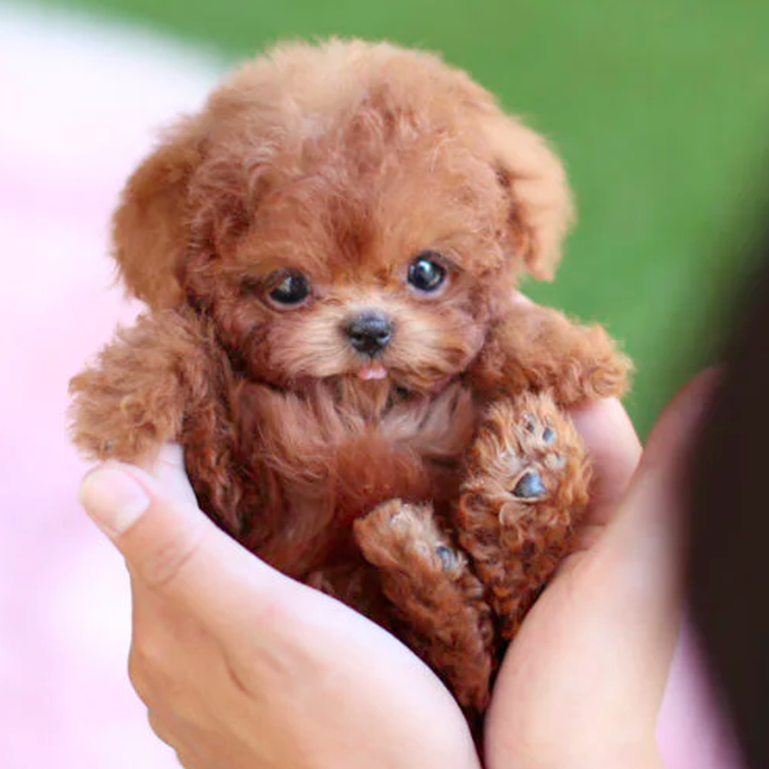 Orthorun | Milow - My realistic robot puppy